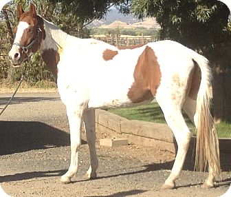 Paint/Pinto/Gaited Mix for Sale in Bangor, California - Sunny Paint/Pinto/Gaited Mix for Sale in Bangor, California - Sunny