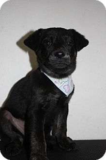 Plott Hound/Labrador Retriever Mix Puppy for Sale in Stilwell, Oklahoma - Lily Plott Hound/Labrador Retriever Mix Puppy for Sale in Stilwell, Oklahoma - Lily