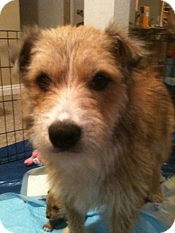 Terrier (Unknown Type, Medium) Mix Dog for Sale in Westminster, Colorado - Trixie Terrier (Unknown Type, Medium) Mix Dog for Sale in Westminster, Colorado - Trixie