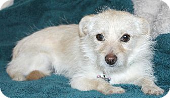 Terrier (Unknown Type, Small)/Norfolk Terrier Mix Dog for Sale in Bellflower, California - Emmy-lu Terrier (Unknown Type, Small)/Norfolk Terrier Mix Dog for Sale in Bellflower, California - Emmy-lu