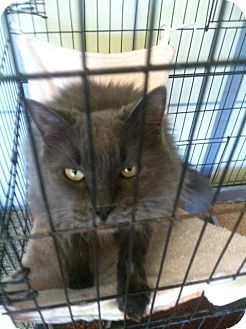 Maine Coon Cat for Sale in Huntington, New York - RAOUL Maine Coon Cat for Sale in Huntington, New York - RAOUL