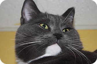 Domestic Shorthair Cat for Sale in Little Falls, New Jersey - Spyke (LE) Domestic Shorthair Cat for Sale in Little Falls, New Jersey - Spyke (LE)