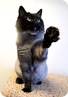 Domestic Mediumhair Cat for Sale in Colorado Springs, Colorado - Dani Domestic Mediumhair Cat for Sale in Colorado Springs, Colorado - Dani