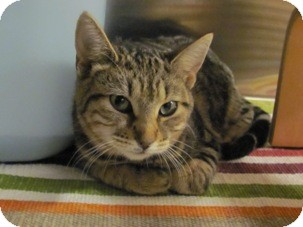 Domestic Shorthair Kitten for Sale in Diamond Bar, California - BOWS Domestic Shorthair Kitten for Sale in Diamond Bar, California - BOWS