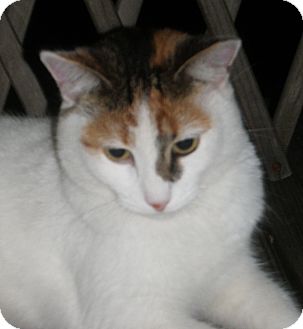 Calico Cat for Sale in N. Billerica, Massachusetts - Ella Calico Cat for Sale in N. Billerica, Massachusetts - Ella
