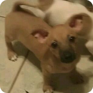 Dachshund/Chihuahua Mix Puppy for Sale in Phoenix, Arizona - sinead Dachshund/Chihuahua Mix Puppy for Sale in Phoenix, Arizona - sinead