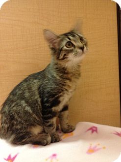 Domestic Shorthair Kitten for Sale in Modesto, California - Lucy Domestic Shorthair Kitten for Sale in Modesto, California - Lucy