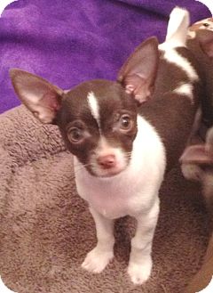 Chihuahua Puppy for Sale in Orlando, Florida - Chispy#1M Chihuahua Puppy for Sale in Orlando, Florida - Chispy#1M