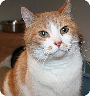 Domestic Shorthair Cat for Sale in Edmonton, Alberta - Aubrey Domestic Shorthair Cat for Sale in Edmonton, Alberta - Aubrey