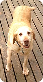 Labrador Retriever Mix Dog for Sale in Danbury, Connecticut - Molly Labrador Retriever Mix Dog for Sale in Danbury, Connecticut - Molly