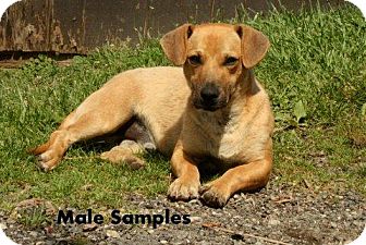 Dachshund/Beagle Mix Puppy for Sale in Danbury, Connecticut - Samples Dachshund/Beagle Mix Puppy for Sale in Danbury, Connecticut - Samples