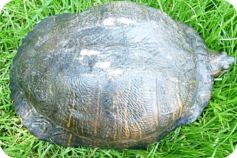 Turtle - Water for Sale in Richmond, British Columbia - Dizzy Turtle - Water for Sale in Richmond, British Columbia - Dizzy