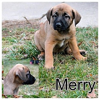 German Shepherd Dog/Labrador Retriever Mix Puppy for Sale in Westland, Michigan - Merry German Shepherd Dog/Labrador Retriever Mix Puppy for Sale in Westland, Michigan - Merry