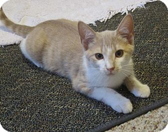 Domestic Shorthair Kitten for Sale in N. Billerica, Massachusetts - Nigel Domestic Shorthair Kitten for Sale in N. Billerica, Massachusetts - Nigel