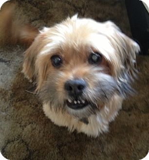 Lhasa Apso Mix Dog for Sale in Studio City, California - Beng Beng Lhasa Apso Mix Dog for Sale in Studio City, California - Beng Beng