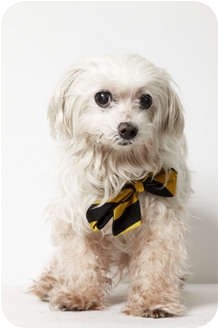 Maltese Dog for Sale in New York, New York - Blizzard Maltese Dog for Sale in New York, New York - Blizzard