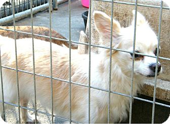 Pomeranian/Chihuahua Mix Dog for Sale in shelton, Connecticut - Tiffany Pomeranian/Chihuahua Mix Dog for Sale in shelton, Connecticut - Tiffany