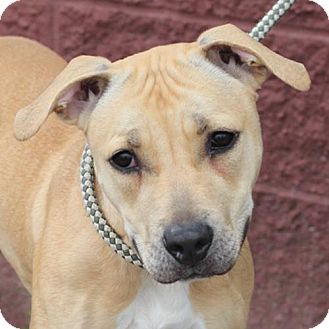 Pit Bull Terrier Mix Dog for Sale in Springfield, Illinois - Keely Pit Bull Terrier Mix Dog for Sale in Springfield, Illinois - Keely