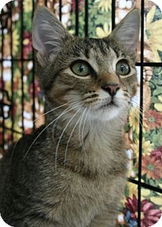 Domestic Shorthair Kitten for Sale in Walkersville, Maryland - Janice Domestic Shorthair Kitten for Sale in Walkersville, Maryland - Janice
