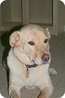 Labrador Retriever Mix Dog for Sale in Boise, Idaho - Freddi Labrador Retriever Mix Dog for Sale in Boise, Idaho - Freddi
