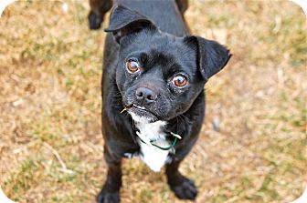 Chihuahua/Pug Mix Dog for Sale in Meridian, Idaho - Whistler Chihuahua/Pug Mix Dog for Sale in Meridian, Idaho - Whistler