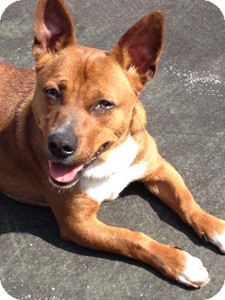 Dachshund/Corgi Mix Dog for Sale in Brattleboro, Vermont - Marco Dachshund/Corgi Mix Dog for Sale in Brattleboro, Vermont - Marco