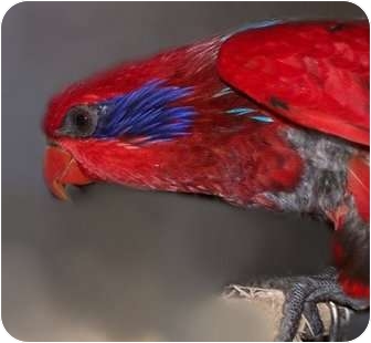 Lorikeet for Sale in Punta Gorda, Florida - Ruby Lorikeet for Sale in Punta Gorda, Florida - Ruby