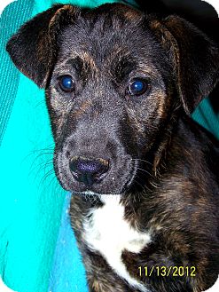 Boxer/Labrador Retriever Mix Puppy for Sale in Niagra Falls, New York - Sue $75.00 Off Adoption Boxer/Labrador Retriever Mix Puppy for Sale in Niagra Falls, New York - Sue $75.00 Off Adoption