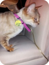 Bengal Cat for Sale in Columbus, Ohio - Zoey Bengal Cat for Sale in Columbus, Ohio - Zoey