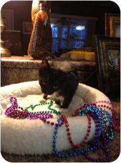 Domestic Shorthair Kitten for Sale in Mobile, Alabama - Jill Domestic Shorthair Kitten for Sale in Mobile, Alabama - Jill
