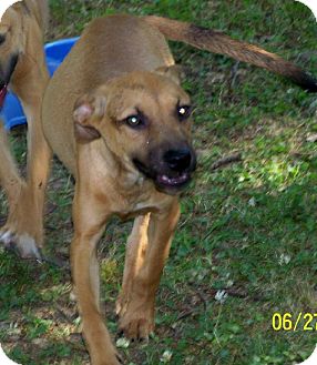 Boxer/Catahoula Leopard Dog Mix Puppy for Sale in Sherman, Connecticut - Janie Betty's Dog Boxer/Catahoula Leopard Dog Mix Puppy for Sale in Sherman, Connecticut - Janie Betty's Dog