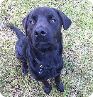 Labrador Retriever/Rottweiler Mix Dog for Sale in Cleveland, Ohio - Thor Labrador Retriever/Rottweiler Mix Dog for Sale in Cleveland, Ohio - Thor