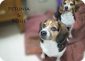 Beagle Mix Dog for Sale in Hamilton, Montana - Petunia and Rosie Beagle Mix Dog for Sale in Hamilton, Montana - Petunia and Rosie