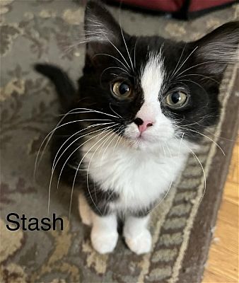 Rochester Ny Domestic Shorthair Meet Stash A Pet For Adoption