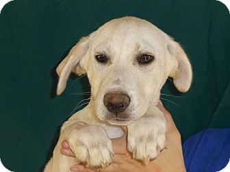 Golden Retriever/Labrador Retriever Mix Puppy for Sale in Oviedo, Florida - Vam Golden Retriever/Labrador Retriever Mix Puppy for Sale in Oviedo, Florida - Vam