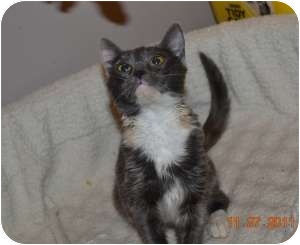 Calico Kitten for Sale in Griffin, Georgia - Violet Calico Kitten for Sale in Griffin, Georgia - Violet