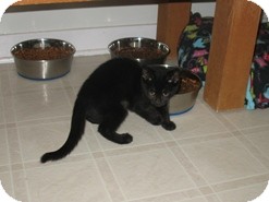 Domestic Shorthair Kitten for Sale in Shelton, Washington - Koko Domestic Shorthair Kitten for Sale in Shelton, Washington - Koko