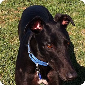 Greyhound Dog for Sale in Bethalto, Illinois - Bella Zander Greyhound Dog for Sale in Bethalto, Illinois - Bella Zander