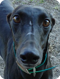 Greyhound Dog for Sale in Longwood, Florida - Stuck Like Glue Greyhound Dog for Sale in Longwood, Florida - Stuck Like Glue