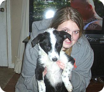 Border Collie Mix Puppy for Sale in Danbury, Connecticut - Kris Border Collie Mix Puppy for Sale in Danbury, Connecticut - Kris