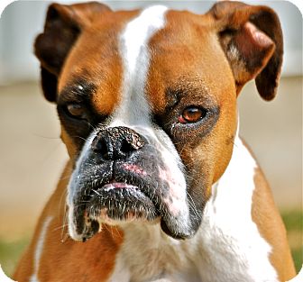 Boxer Dog for Sale in Meridian, Idaho - Soho Boxer Dog for Sale in Meridian, Idaho - Soho