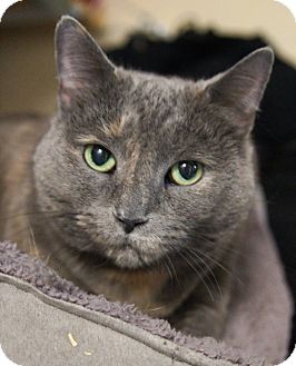 Domestic Shorthair Cat for Sale in Medford, Massachusetts - Daisy Domestic Shorthair Cat for Sale in Medford, Massachusetts - Daisy