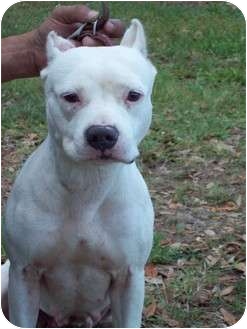 American Pit Bull Terrier Dog for Sale in Orlando, Florida - Dutchess American Pit Bull Terrier Dog for Sale in Orlando, Florida - Dutchess