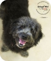 Petit Basset Griffon Vendeen Mix Dog for Sale in Phoenix, Arizona - Owen Petit Basset Griffon Vendeen Mix Dog for Sale in Phoenix, Arizona - Owen