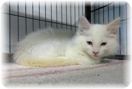 Siamese Kitten for Sale in Shelton, Washington - Virgil Siamese Kitten for Sale in Shelton, Washington - Virgil