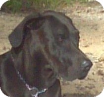 Great Dane Mix Dog for Sale in Emsdale (Huntsville), Ontario - Diva the Dane! Great Dane Mix Dog for Sale in Emsdale (Huntsville), Ontario - Diva the Dane!