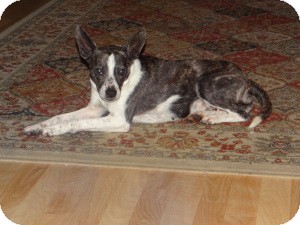Boston Terrier/Rat Terrier Mix Dog for Sale in Marlton, New Jersey - Lexi Boston Terrier/Rat Terrier Mix Dog for Sale in Marlton, New Jersey - Lexi