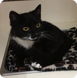 Domestic Shorthair Cat for Sale in Troy, Ohio - Gatsbie Domestic Shorthair Cat for Sale in Troy, Ohio - Gatsbie