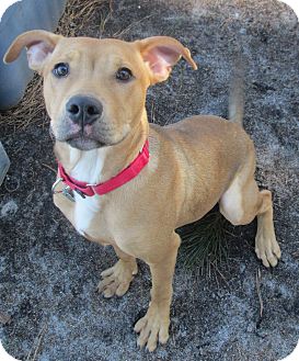 Labrador Retriever Mix Puppy for Sale in Forked River, New Jersey - Skipper Labrador Retriever Mix Puppy for Sale in Forked River, New Jersey - Skipper