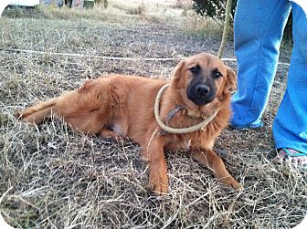 Shepherd (Unknown Type) Mix Dog for Sale in Southern, Maine - Dexter-URGENT Shepherd (Unknown Type) Mix Dog for Sale in Southern, Maine - Dexter-URGENT